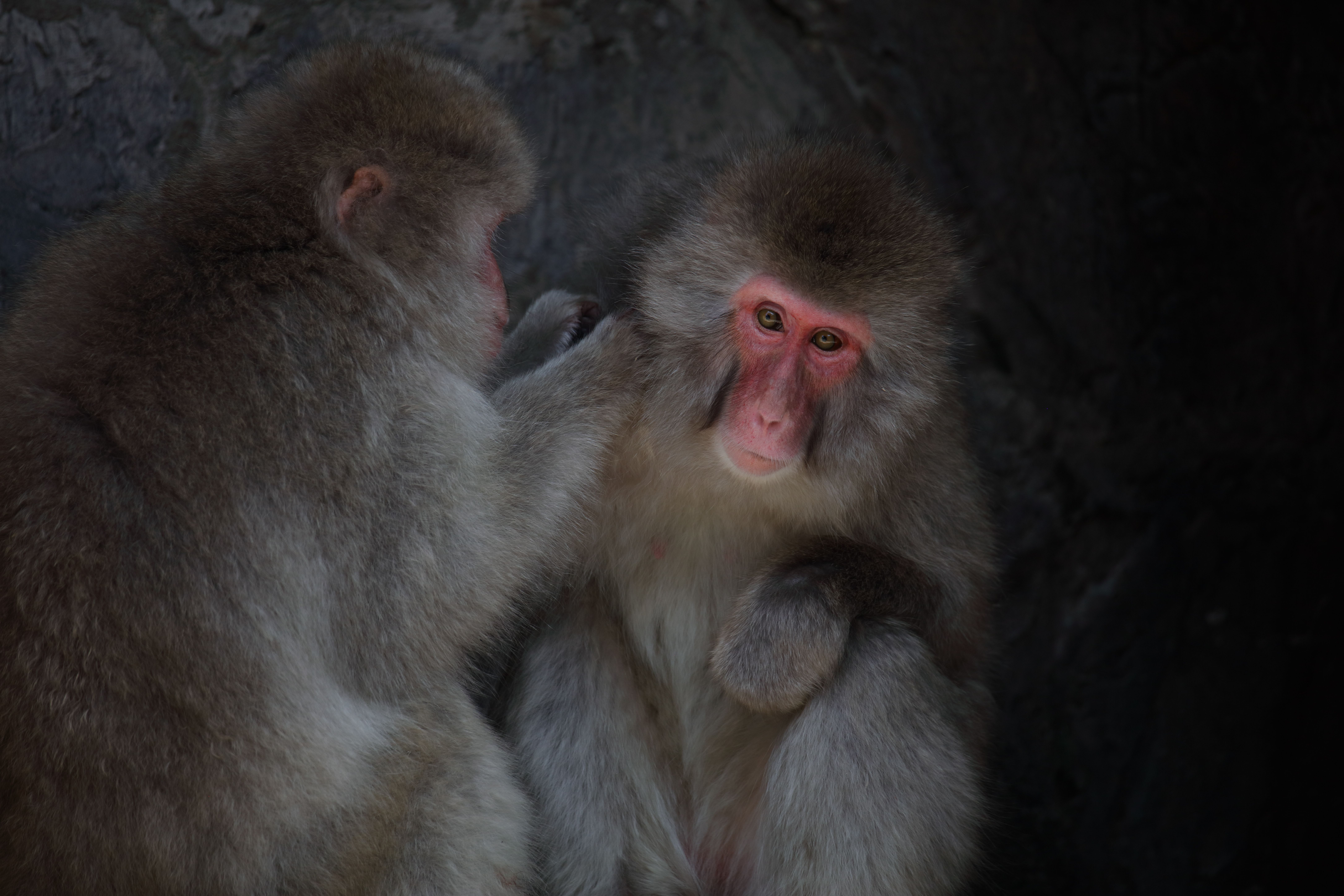 00ZSG60600F4563S - Sigma 60-600mm f4.5-6.3