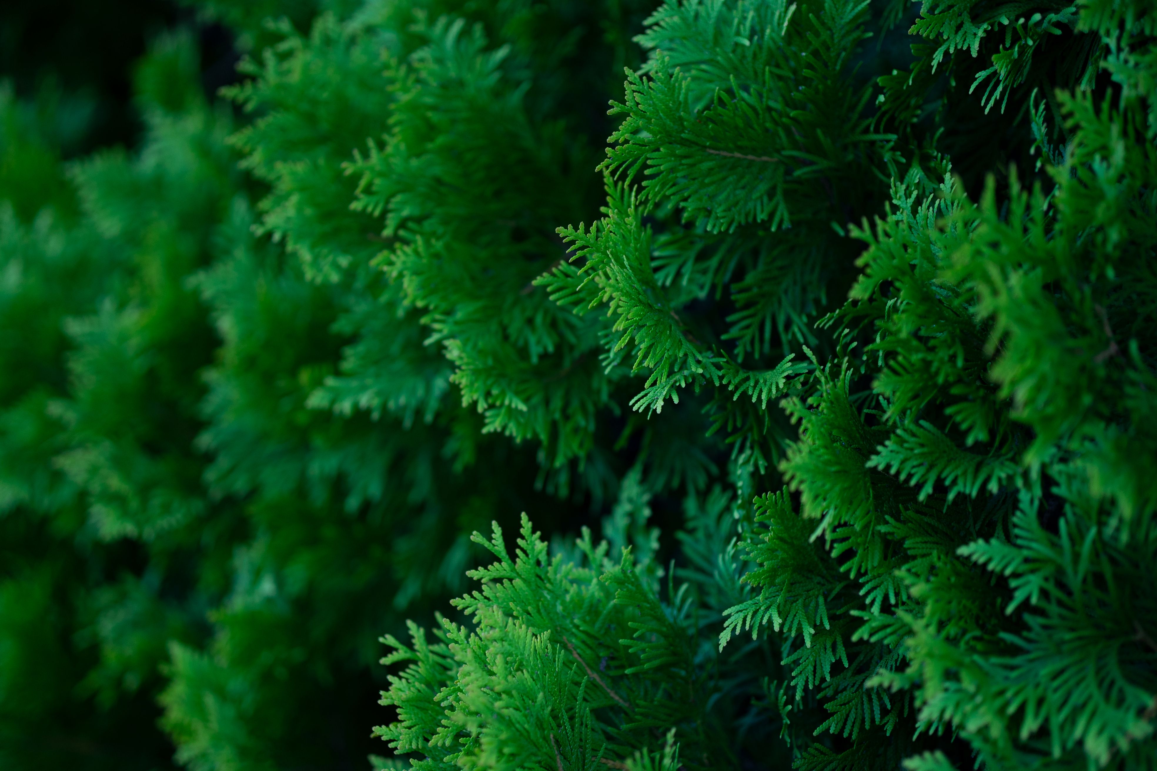 00ZSG56F14DCDN - Sigma 56mm f/1.4 DC DN