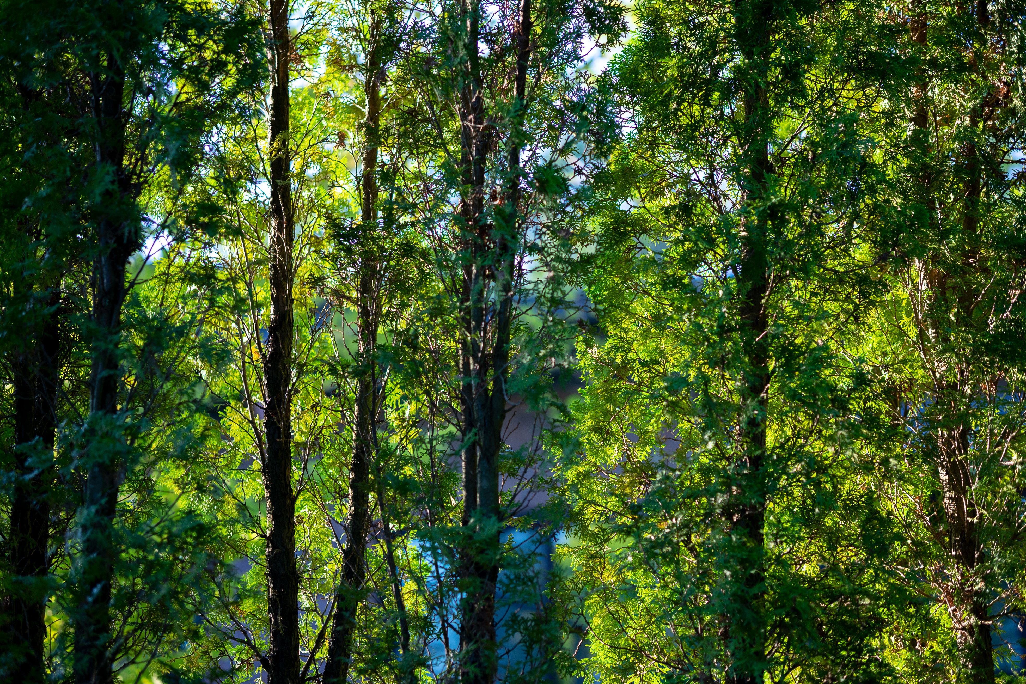 00ZSG56F14DCDN - Sigma 56mm f/1.4 DC DN