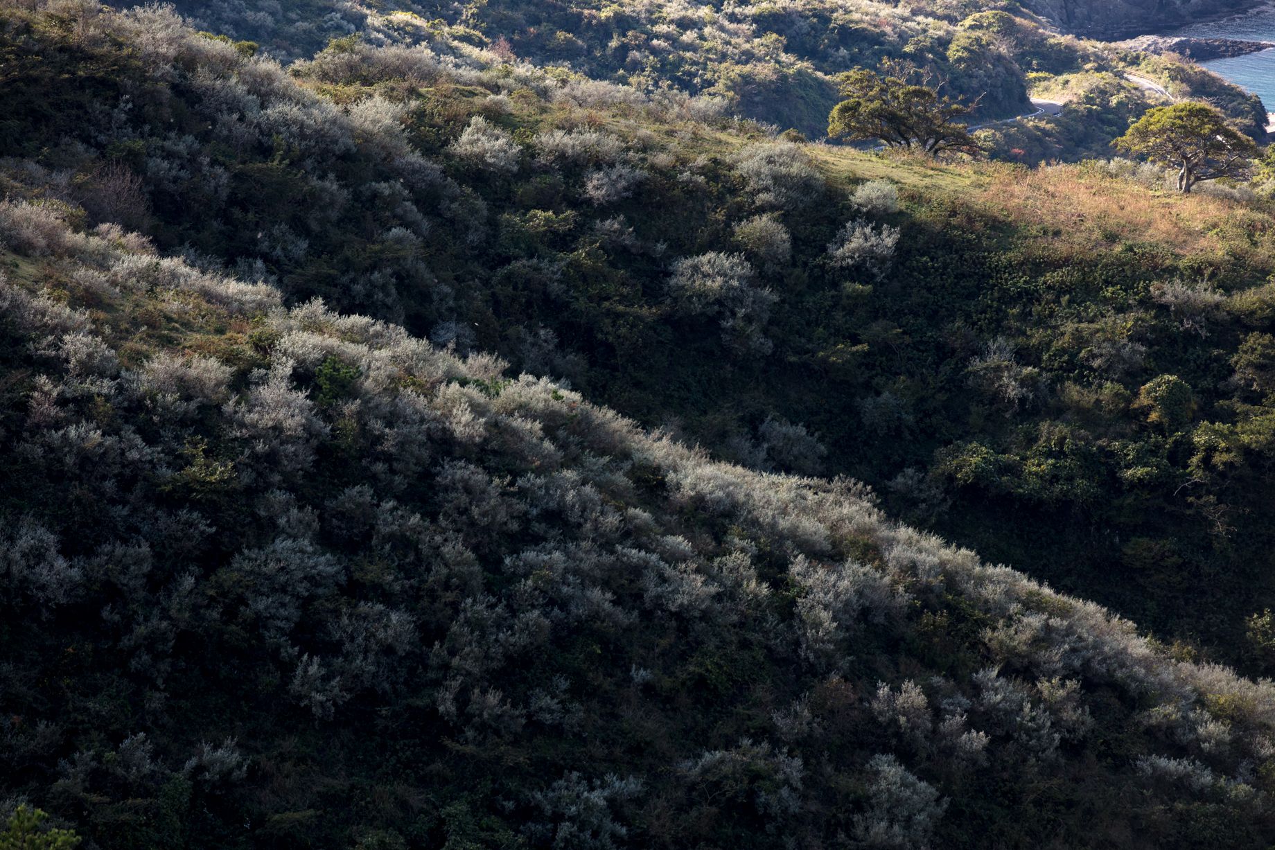 00ZSG70200F2.8S - Sigma 70-200mm f/2.8 DG OS